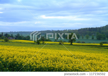View of a rapeseed field in Wellesbourne, County Warwickshire, West Midlands region of England, United Kingdom 117156502