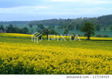 View of a rapeseed field in Wellesbourne, County Warwickshire, West Midlands region of England, United Kingdom View of a rapeseed field in Wellesbourne, County Warwickshire, West Midlands region of England, United Kingdom 117156503
