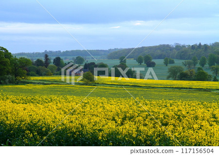 View of a rapeseed field in Wellesbourne, County Warwickshire, West Midlands region of England, United Kingdom 117156504