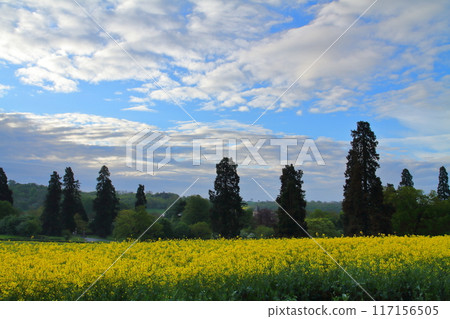 View of a rapeseed field in Wellesbourne, County Warwickshire, West Midlands region of England, United Kingdom View of a rapeseed field in Wellesbourne, County Warwickshire, West Midlands region of England, United Kingdom 117156505