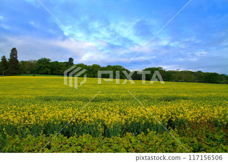 View of a rapeseed field in Wellesbourne, County Warwickshire, West Midlands region of England, United Kingdom View of a rapeseed field in Wellesbourne, County Warwickshire, West Midlands region of England, United Kingdom 117156506