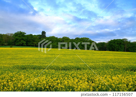 View of a rapeseed field in Wellesbourne, County Warwickshire, West Midlands region of England, United Kingdom 117156507