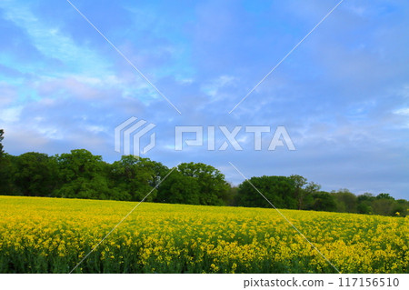 View of a rapeseed field in Wellesbourne, County Warwickshire, West Midlands region of England, United Kingdom 117156510