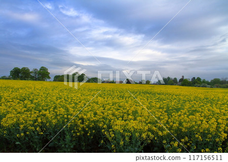 View of a rapeseed field in Wellesbourne, County Warwickshire, West Midlands region of England, United Kingdom View of a rapeseed field in Wellesbourne, County Warwickshire, West Midlands region of England, United Kingdom 117156511