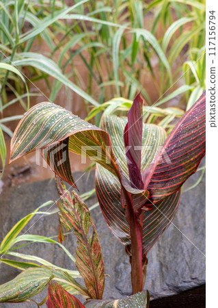Colorful plants, Beautiful Canna plants in Botanical Gardens Colorful plants, Beautiful Canna plants in Botanical Gardens 117156794