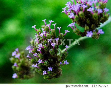 Blue-purple flowers of the Verbenaceae family, Willow Leafwort Blue-purple flowers of the Verbenaceae family, Willow Leafwort 117157073