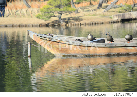 Wild birds seen in the park 117157094