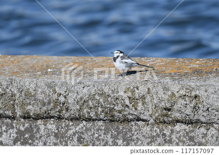 Wild birds seen in the park 117157097