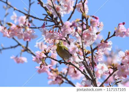 Wild birds seen in the park 117157105