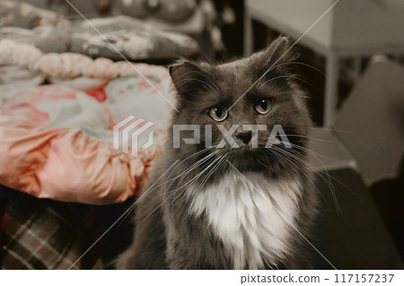 Sad gray cat with white neck sits in house of cat shelter 117157237