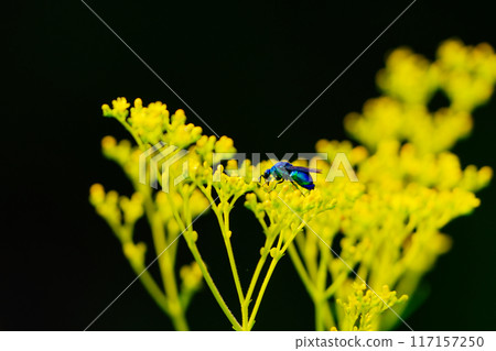 帶來幸福的藍色蜜蜂，是用蜂巢吸蜜的青蜂科大型蜜蜂。 117157250