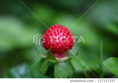 snake strawberry snake strawberry 117157357