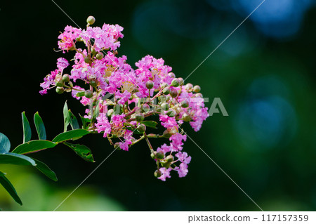 千屈菜科紫薇花 117157359