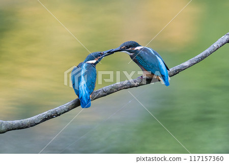 翠鳥堆疊它的喙 117157360