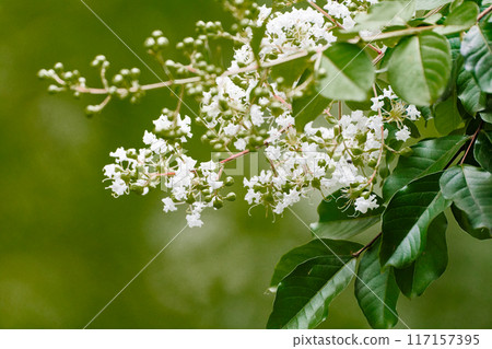 千屈菜科紫薇花 117157395