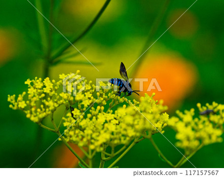 Happy blue bee: A blue bee sucking nectar from a celery Happy blue bee: A blue bee sucking nectar from a celery 117157567