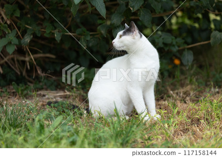White adult cat sitting in grass and looking back White adult cat sitting in grass and looking back 117158144