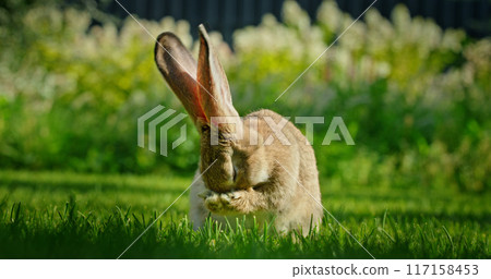 A rabbit cleaning its face on a green lawn with its large ears folded forward, capturing a tender moment of nature 117158453