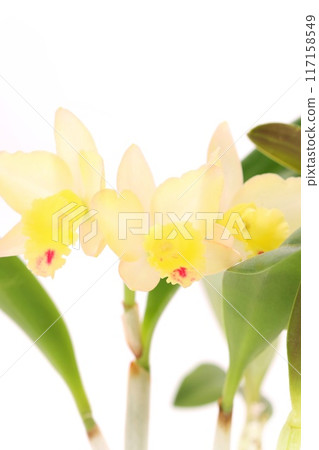 Yellow Cattleya Fairyland Sara Light Background Yellow Cattleya Fairyland Sara Light Background 117158549