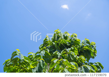 Summer sky and pawpaw tree 117159070