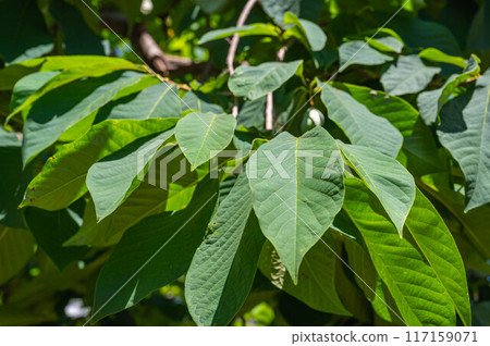 Large pawpaw leaves Large pawpaw leaves 117159071