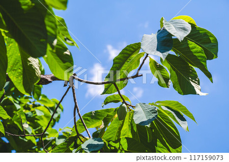 Blue sky and pawpaw tree Blue sky and pawpaw tree 117159073