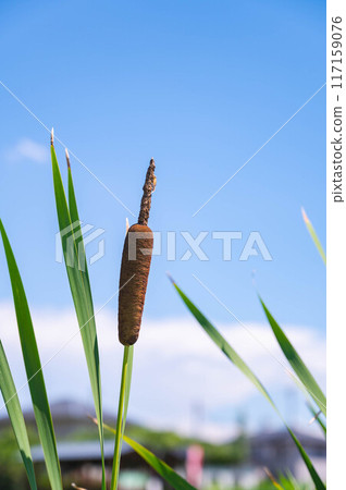 Gama的耳朵 117159076