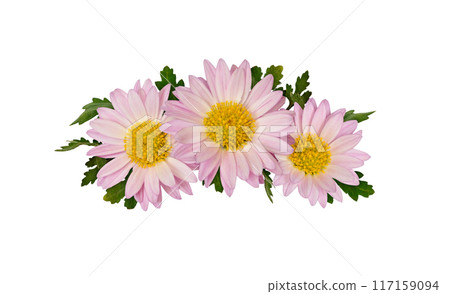 Aster flowers and leaves in a line floral arrangement isolated Aster flowers and leaves in a line floral arrangement isolated 117159094