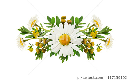 Daisies and wild flowers in a summer arrangement isolated 117159102