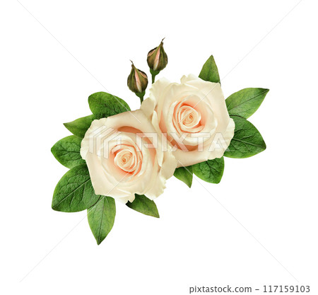 White rose flowers and green leaves in a floral corner arrangement isolated on white 117159103