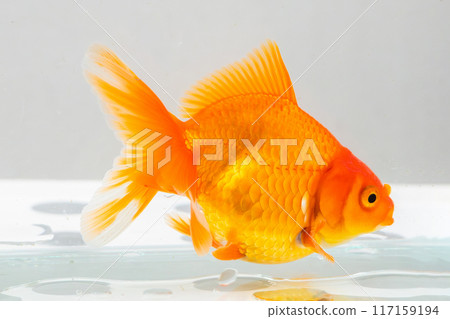 Oranda goldfish in aquarium fish tank close up 117159194