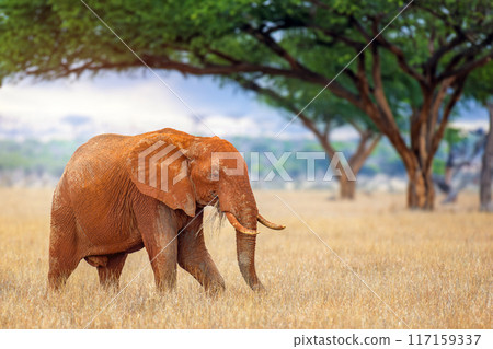 Elephant standing in savannah with acacia trees in background Elephant standing in savannah with acacia trees in background 117159337