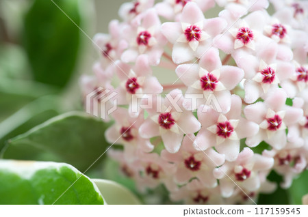 櫻桃蘭花的特寫 櫻桃蘭花的特寫 117159545