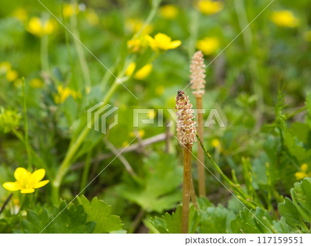 Horsetail and yellow spring flowers Horsetail and yellow spring flowers 117159551