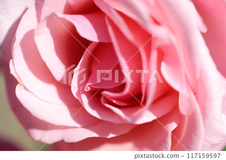 rose rose 117159597