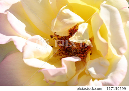 rose rose 117159599