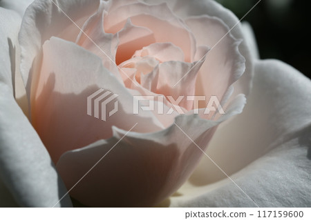 rose	 117159600