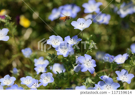 Bees and Nemophila 117159614