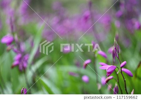 Purple Purple 117159662