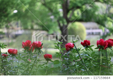 Red tulip Red tulip 117159664