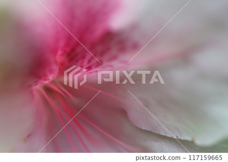 Azalea's flower Azalea's flower 117159665