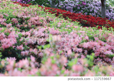 Azaleas in full bloom Azaleas in full bloom 117159667