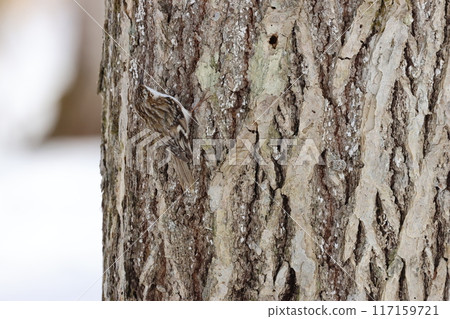 The treecreeper is a ninja-like bird that moves freely in all directions along tree trunks. 117159721