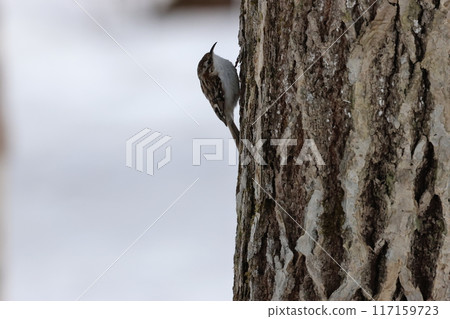 The treecreeper is a ninja-like bird that moves freely in all directions along tree trunks. 117159723
