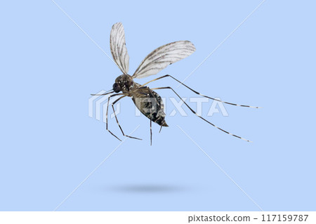 Flying mosquito isolated on blue background 117159787