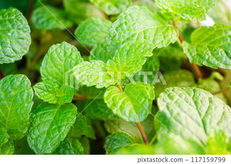Fresh green peppermint plant in the garden 117159799