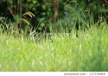 即使在仲夏烈日下也能旺盛生長的雜草 117159904