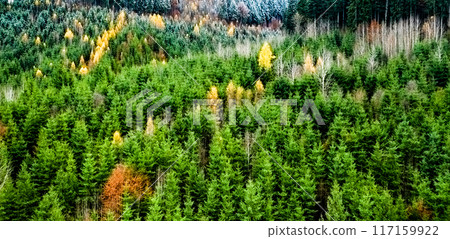 Panoramic view of pine wood Panoramic view of pine wood 117159922