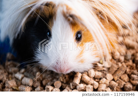 Peruvian guinea pig Peruvian guinea pig 117159946