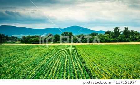 colorful landscape of corn and sunflower field 117159954